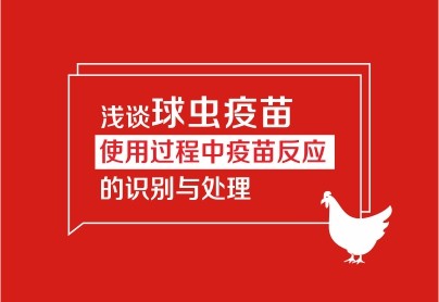 淺談球蟲疫苗使用過程中疫苗反應的識別與處理